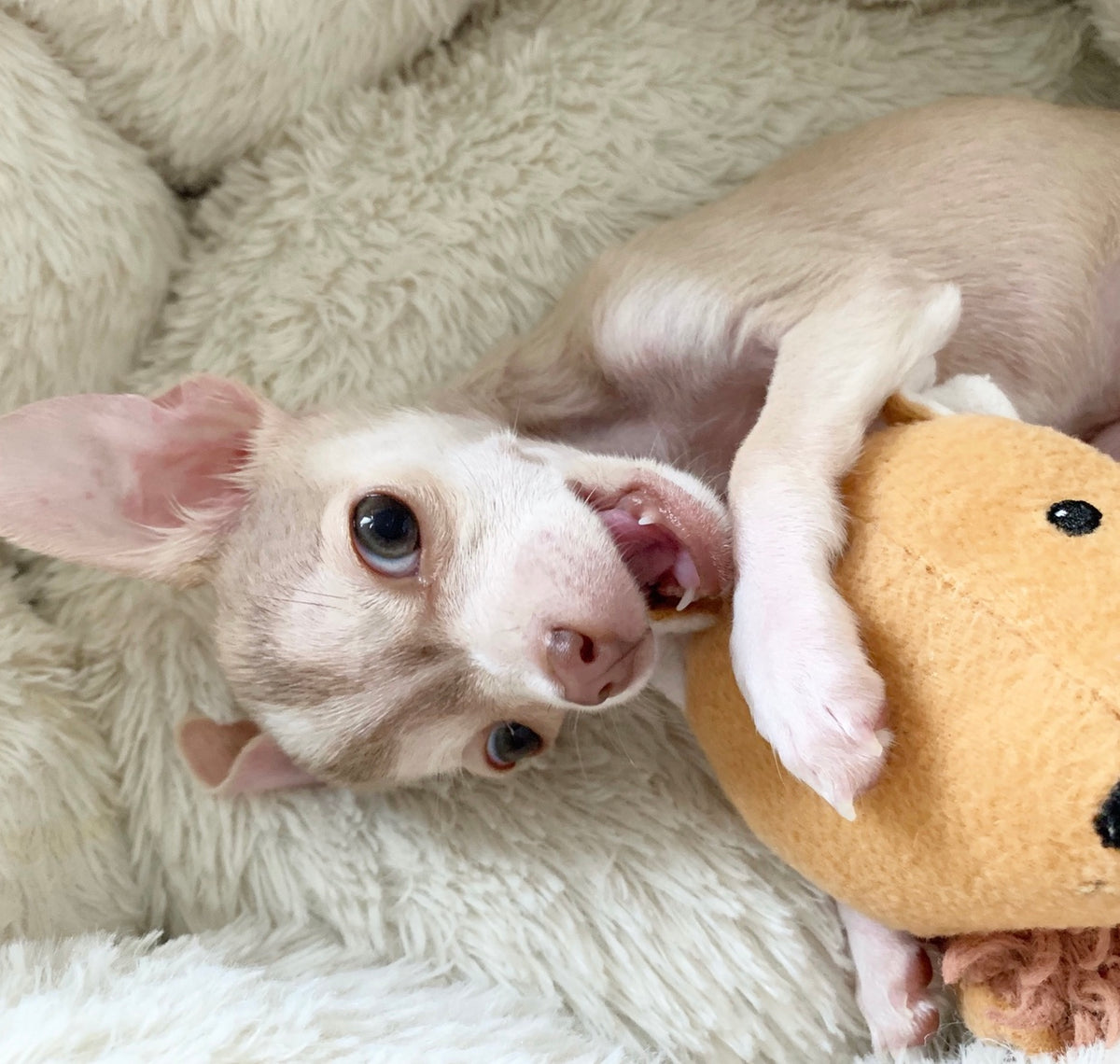 6 Pet Enrichment Toys You Can Make at Home - Stack Veterinary Hospital