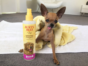 Boogie approved: Bert's Bees Dry Shampoo from Chewy.com