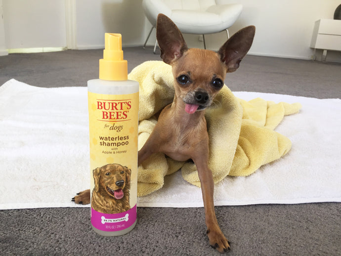 Boogie & the Bees : Product Review for Chewy.com