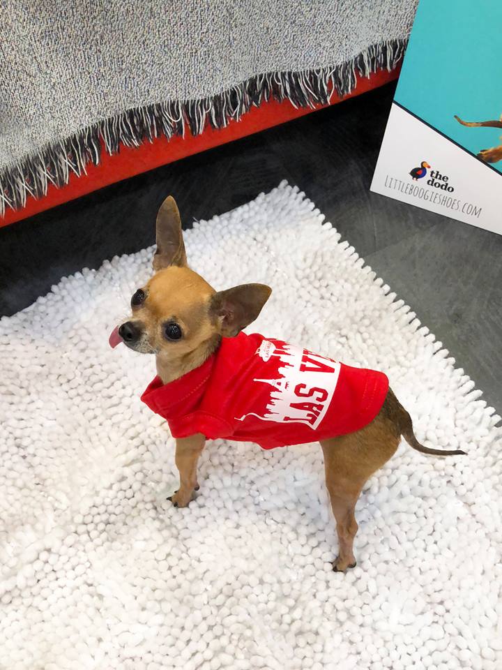 Meet & Greet at The Dog House Las Vegas Little Boogie Shoes