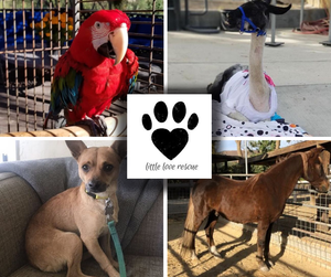 Giving Back 2018: Little Love Rescue